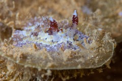 Carminodoris estrelyado