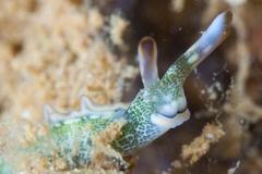 Thuridilla carlsoni