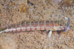 Parapercis xanthozona