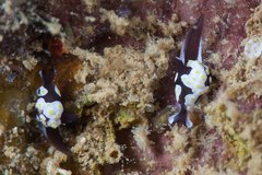 Colpodaspis thompsoni