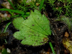 Ranunculus foliosus