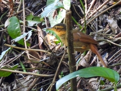 Automolus ochrolaemus