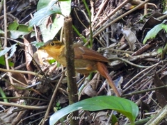 Automolus ochrolaemus