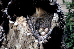 Melaenornis pammelaina