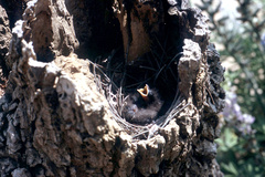 Melaenornis pammelaina