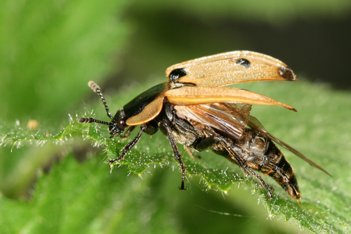 Four-spotted Carrion Beetle, photo 5 of 10