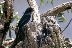 Melaenornis pammelaina