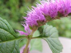 Elsholtzia splendens