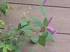 Elsholtzia splendens