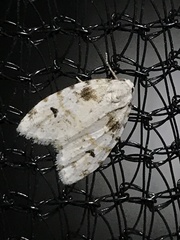 Clemensia ochreata