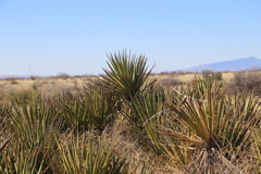 Yucca baccata brevifolia
