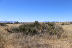 Yucca baccata brevifolia
