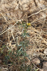 Coreocarpus arizonicus