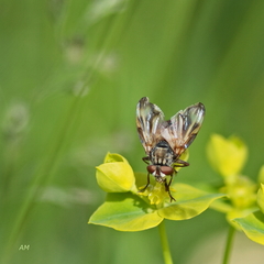 Phasia fenestrata