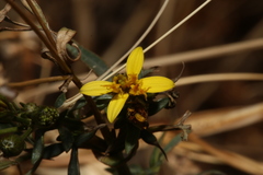 Coreocarpus arizonicus