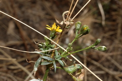 Coreocarpus arizonicus