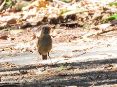 Catharus mexicanus