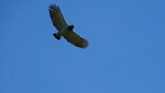 Morphnarchus princeps