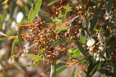 Eucalyptus diversifolia diversifolia