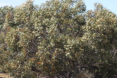 Eucalyptus diversifolia diversifolia