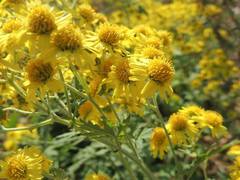Chrysanthemum lavandulifolium