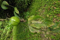 Cionosicys macranthus