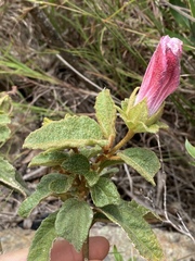 Hibiscus normanii