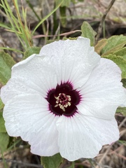 Hibiscus normanii