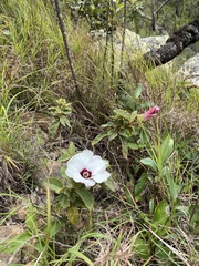 Hibiscus normanii