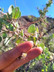 Lycium boerhaviifolium