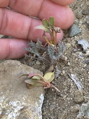 Aphanisma blitoides