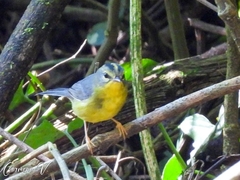 Basileuterus culicivorus