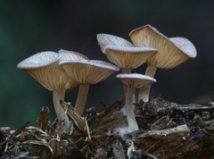 Trichocybe
