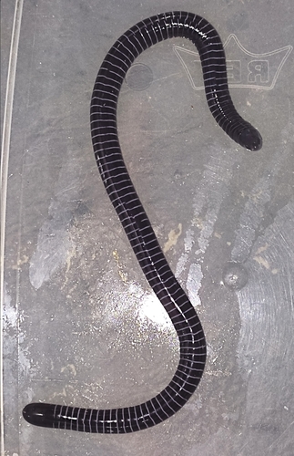 Boettger's Caecilian, Siphonops paulensis