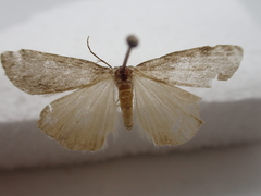 Lepidoptera