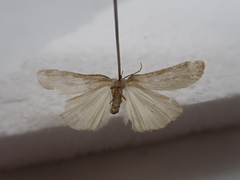 Lepidoptera