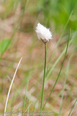 Eriophorum chamissonis