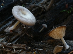 Trichocybe
