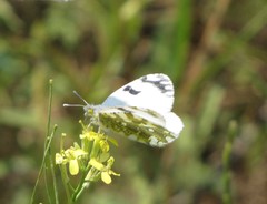 Euchloe ausonia