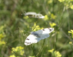 Euchloe ausonia