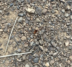 Cryptocheilus australis