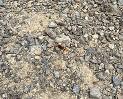 Cryptocheilus australis