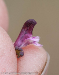 Pedicularis parviflora