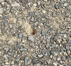 Cryptocheilus australis