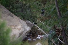 Chloroceryle amazona