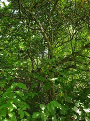 Crataegus suborbiculata