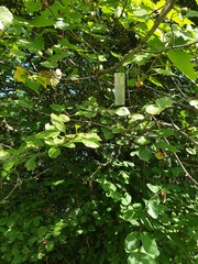 Crataegus suborbiculata