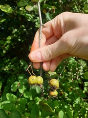 Crataegus suborbiculata