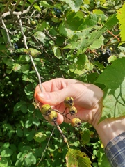 Crataegus suborbiculata