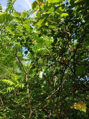 Crataegus suborbiculata